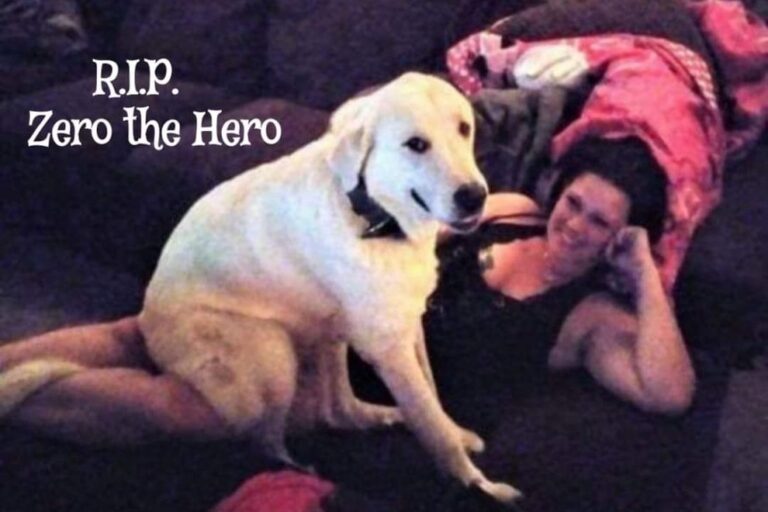 Zero, il cane eroe morto per difendere la sua famiglia da una rapina in casa