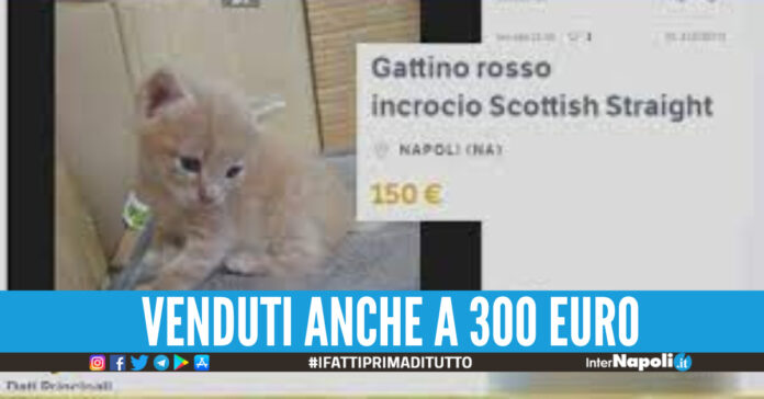 GATTI