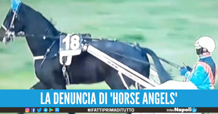 cavallo morto ippodromo di agnano