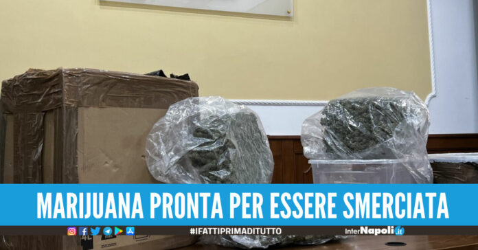 otto chili di marijuana pianura