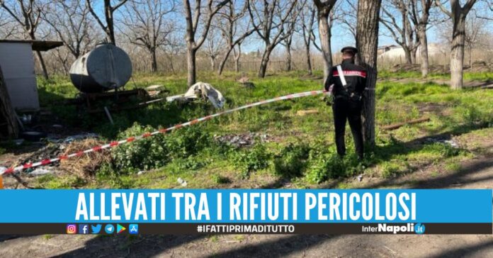 Cavalli tra siringhe e medicinali, maneggio sequestrato nel Napoletano cavalli