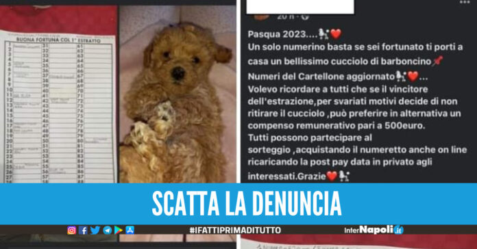 Vergogna nel Napoletano, cucciolo di cane come premio di una riffa c'è la denuncia