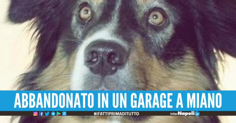 Cane morto di stenti a Napoli, chiesta condanna a 4 mesi per il padrone