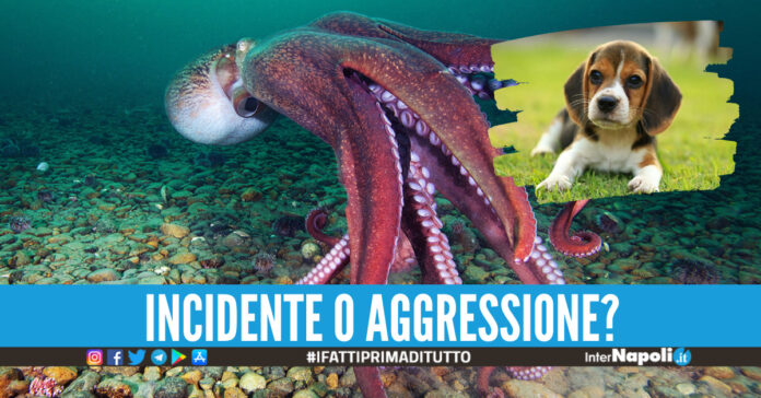 Polpo trascina carcassa di un cane nella sua tana