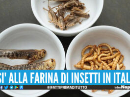 Il governo Meloni approva la vendita di farina di insetti in Italia