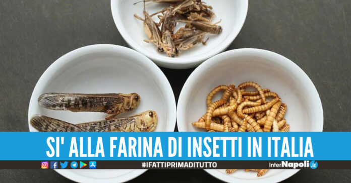 Il governo Meloni approva la vendita di farina di insetti in Italia