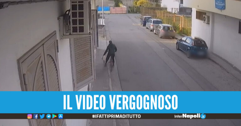 cucciolo