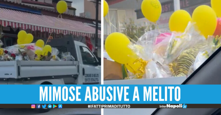 Melito, blitz della Municipale contro i venditori abusivi di mimose: maxi sequestro e multe