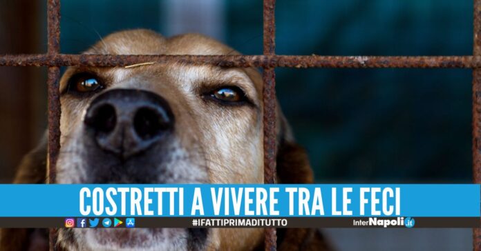 Scovato un canile lager a Qualiano, denunciato 57enne di Giugliano