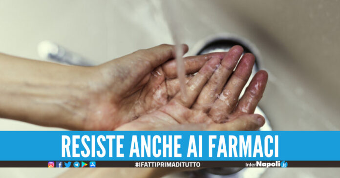 E' allarme per il 'Candida Auris', fungo tossico killer arriva anche in Italia sintomi e preoccupazioni