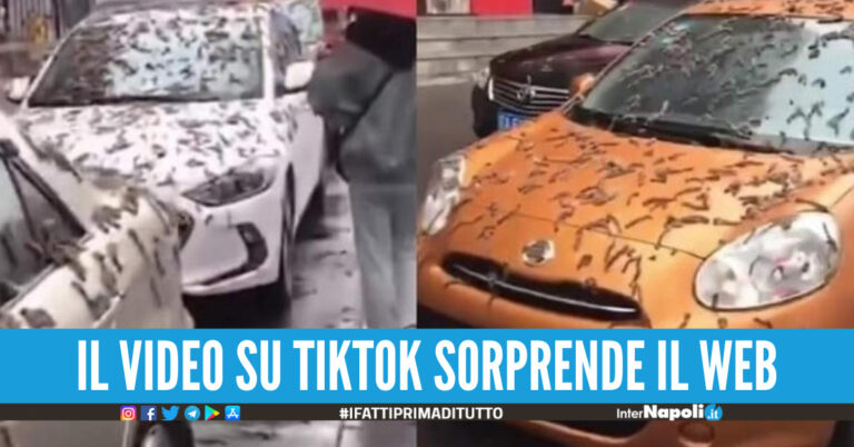 Piovono “vermi” dal cielo, scatta l’allarme. Le autorità “Riparatevi con gli ombrelli”.