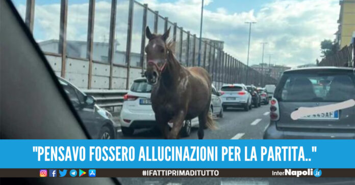 Cavallo