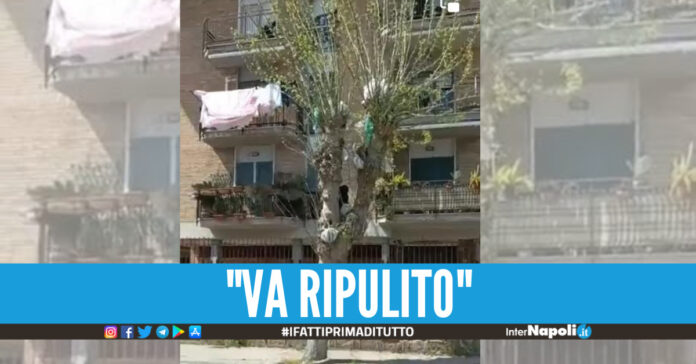 albero