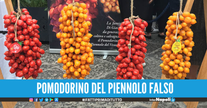 Pomodorino del piennolo del Vesuvio Dop, ma erano falsi: maxi sequestro nel Napoletano
