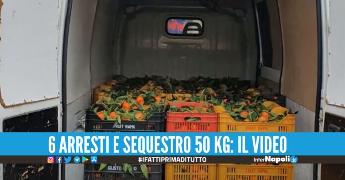 Traffico di cocaina tra Calabria-Sicilia, carichi nascosti tra i mandarini