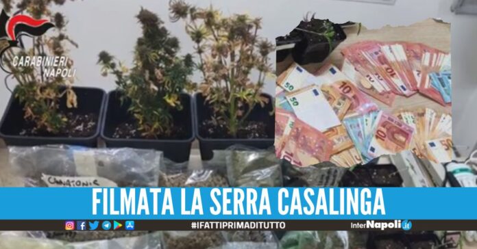 Aveva oltre 1 kg di marijuana in casa, imprenditore beccato a Quarto