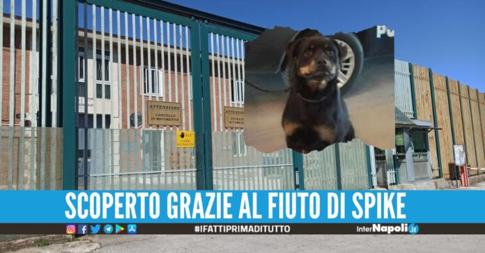 Hashish nascosto nel pacco di biscotti, sequestro nel carcere di Avellino