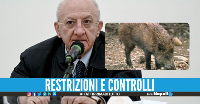Peste suina africana, zona rossa per 17 comuni del Salernitano