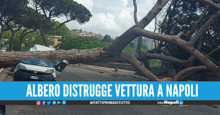 Paura a Napoli, crolla grosso albero: era stata già segnalata la sua pericolosità