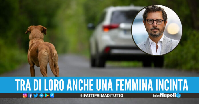 cani morti torre del greco