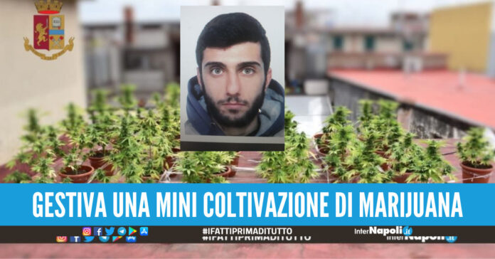 Scovata serra con 24 piante di marijuana a Caivano arrestato un 27enne