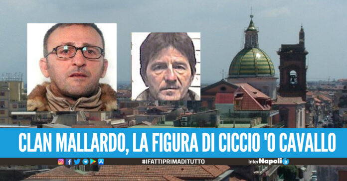 Clan Mallardo. Autista di Picardi, faccendiere di Amicone e estorsore la figura di Francesco Vitiello detto 'o cavallo