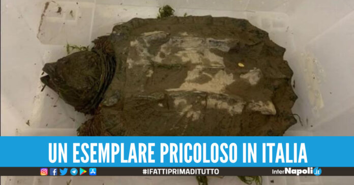 Tartaruga alligatore catturata a Torino in un parco giochi