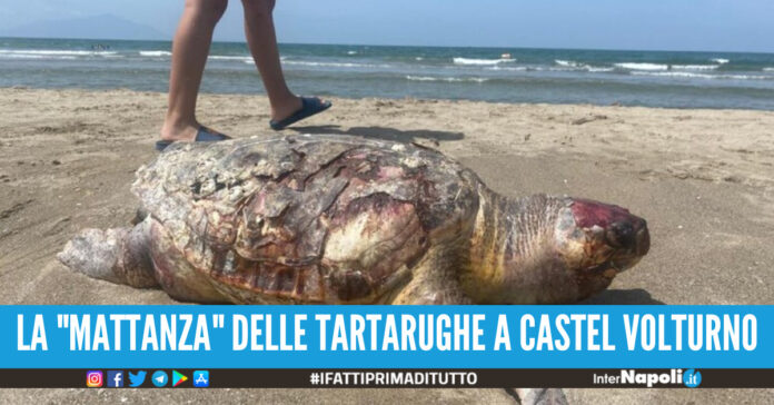 tartarughe marine morte castel volturno
