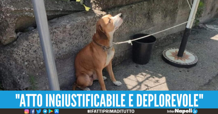 cane abbandonato boscoreale