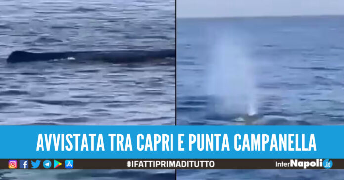 avvistata tra capri e punta campanella