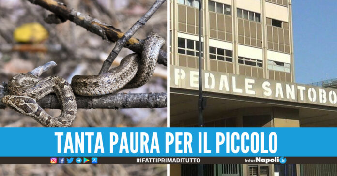 bimbo morso da serpente cilento