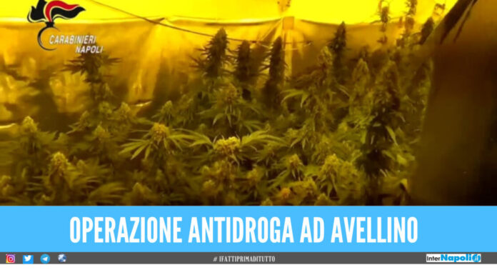 Lioni: Sequestro di Marijuana e furto milionario di energia elettrica