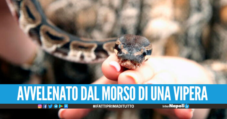 Terrore in Campania, morso da una vipera al dito di un piede: corsa al centro antiveleni