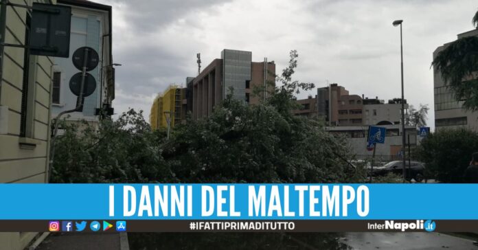 Bomba d'acqua in Lombardia, 58enne muore travolta dall'albero