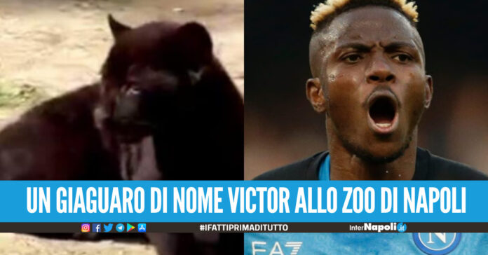 Nasce un giaguaro allo zoo di Napoli, chiamato Victor in onore di Osimhen