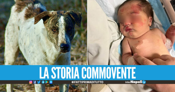 Neonata abbandonata nella spazzatura, cane randagio le salva la vita