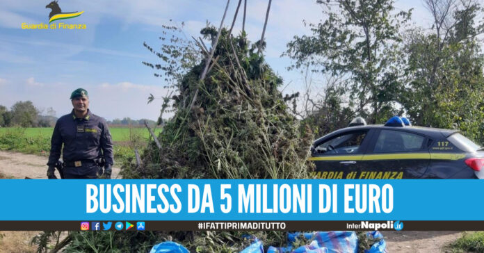 Oltre 36 quintali di piante di marijuana invece di frutta e verdura, maxi sequestro nel Casertano