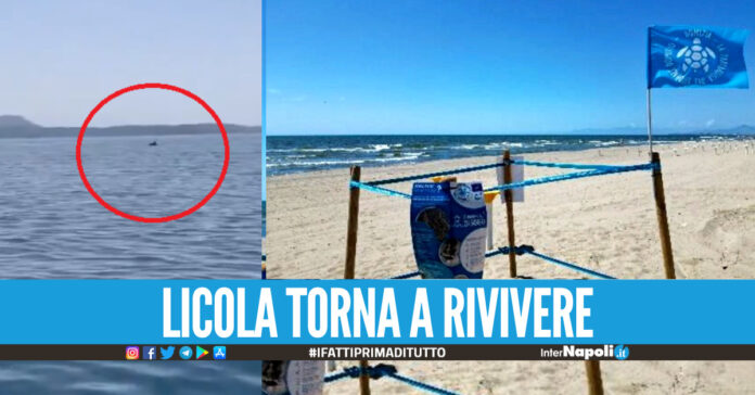 [Video]. Nidi di tartarughe e delfini, il litorale di Licola torna a rivivere