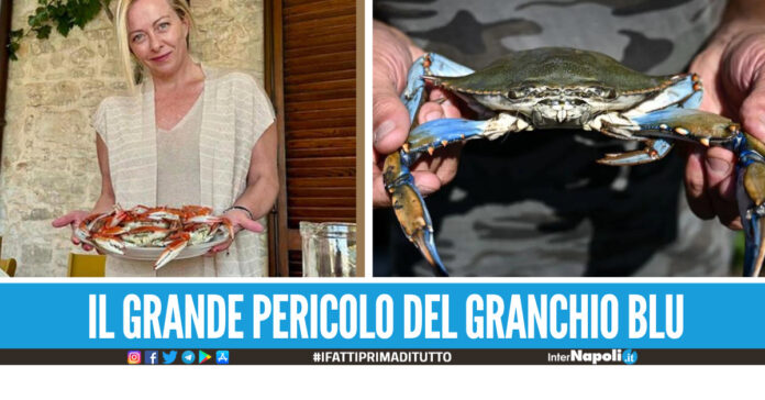 Allarme in Italia, mare invaso dal Granchio blu Compratelo e cucinatelo
