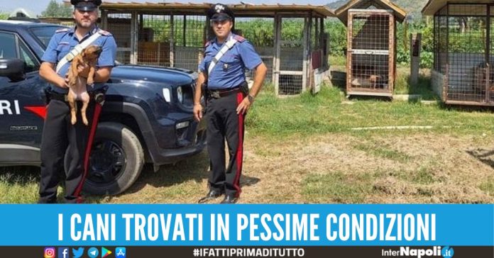 allevamento abusivo pitbull san felice a cancello