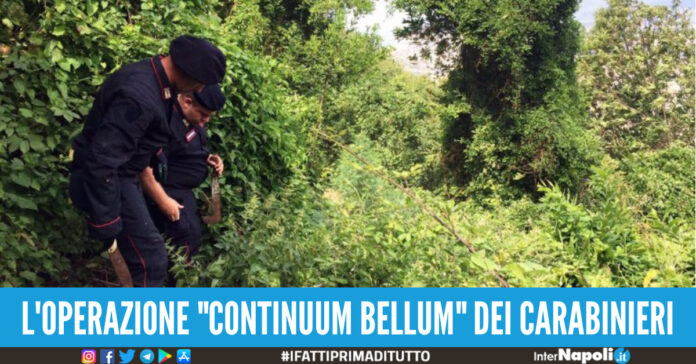 cannabis monti lattari