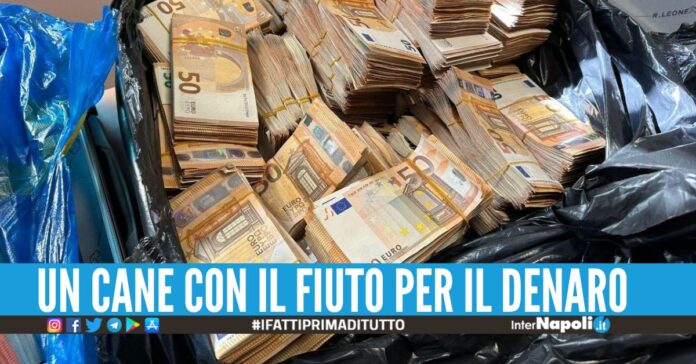 Il cane Elio fiuta un milione di euro in contanti, turista bloccata in aeroporto