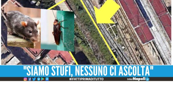 Topi e blatte scorrazzano tra le palazzine a Pozzuoli, la denuncia dei residenti