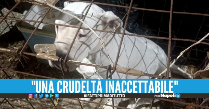 Rubano una cagnolina a Napoli e la chiudono in una gabbietta