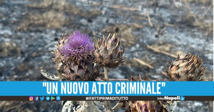 Incendio nel bene confiscato al boss Schiavone, la cooperativa 