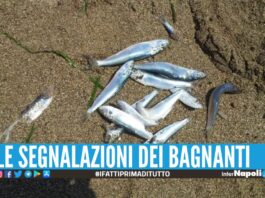 Mare sporco e pesci morti in riva, controlli dell'Arpac nel Cilento