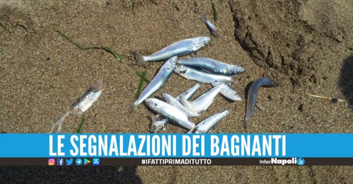 Mare sporco e pesci morti in riva, controlli dell'Arpac nel Cilento