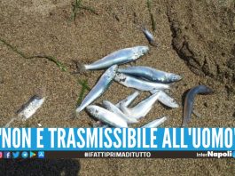Pesci morti nel mare del Cilento, scatta l'indagine sull'infezione