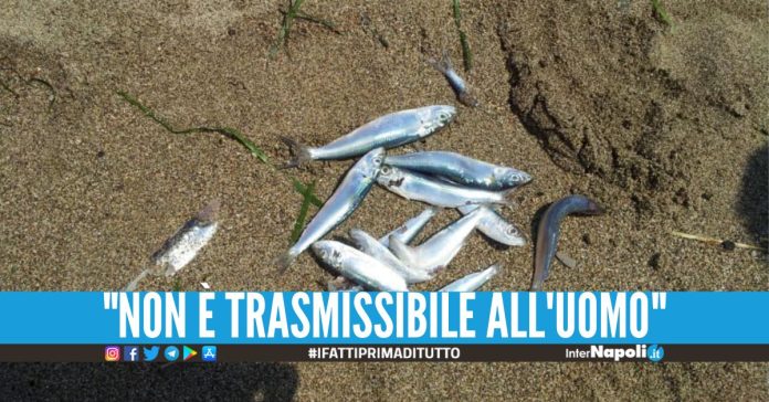 Pesci morti nel mare del Cilento, scatta l'indagine sull'infezione