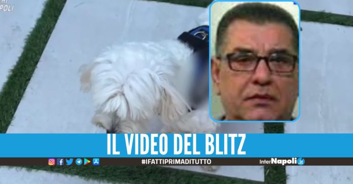 Il boss Cacciapuoti 'tradito' dal barboncino, colpo al clan di Villaricca